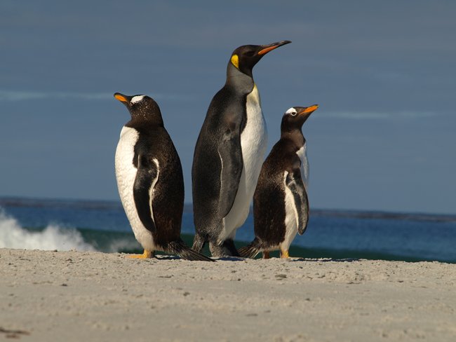 ../../Pictures/241209/126 Gentoo und Koenig.JPG